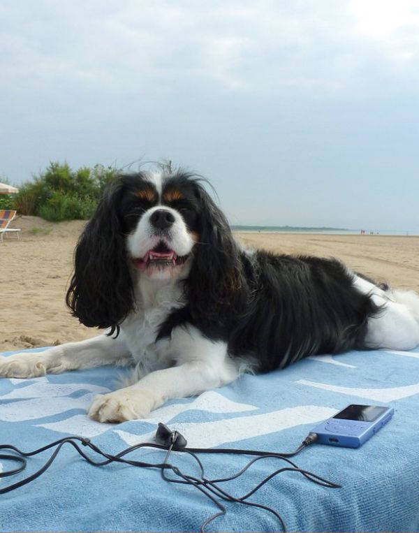 L'Hotel All'Orologio di Caorle accoglie i cani: area dedicata e servizi dedicati agli animali domestici.