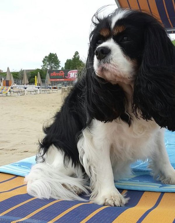 Grafica pulita e moderna che segnala i servizi e l'accoglienza per cani all'Hotel All'Orologio di Caorle.